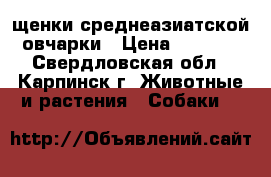 щенки среднеазиатской овчарки › Цена ­ 5 000 - Свердловская обл., Карпинск г. Животные и растения » Собаки   